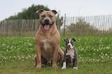 AMSTAFF  ADULT & PUPPIES 070